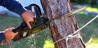 Best Commercial Tree Services  in Prince Frederick, MD