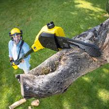 Best Tree Preservation Services  in Prince Frederick, MD