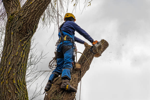 Professional Tree Removal in Prince Frederick, MD