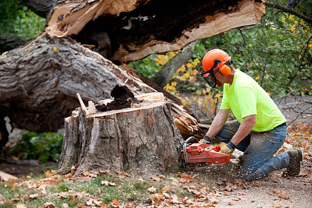 Best Tree Risk Assessment  in Prince Frederick, MD