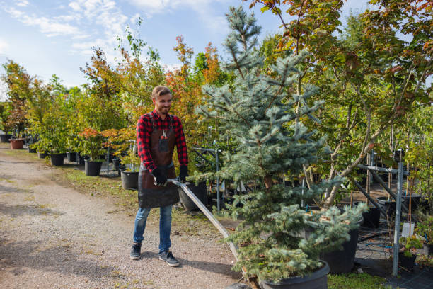 Best Lawn Maintenance Plans  in Prince Frederick, MD