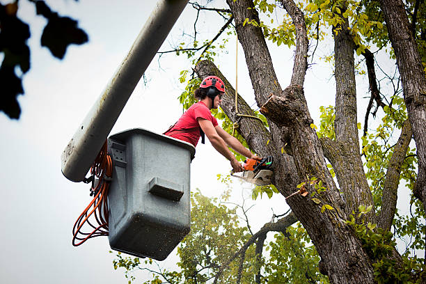 Best Tree Mulching  in Prince Frederick, MD