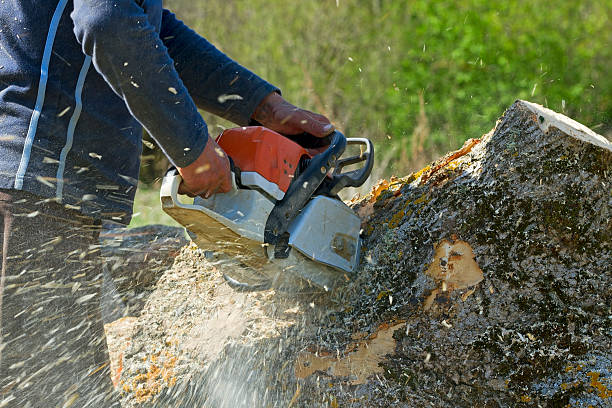 Best Grass Overseeding  in Prince Frederick, MD