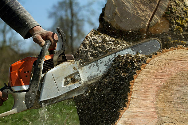 Best Tree and Shrub Care  in Prince Frederick, MD